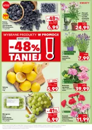 Gazetka promocyjna Kaufland - Kaufland - Gazetka - ważna od 24.07 do 24.07.2024 - strona 7 - produkty: Cytryny, Pizza, Storczyk, Winogrona, Wino