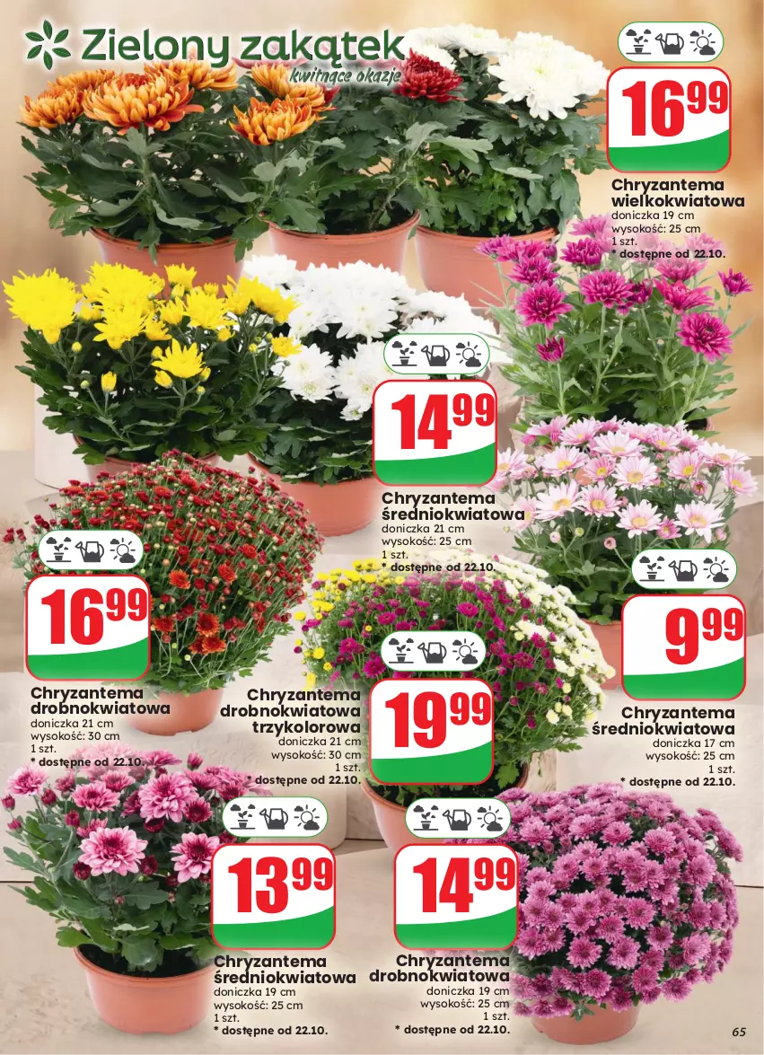 Gazetka promocyjna Dino - Gazetka 43 / 2026 - ważna 21.10 do 27.10.2026 - strona 65 - produkty: Chryzantema, Sok