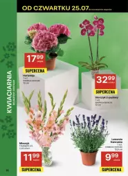 Gazetka promocyjna Delikatesy Centrum - Gazetka - ważna od 31.07 do 31.07.2024 - strona 8 - produkty: Storczyk, Bukiet, Miecz