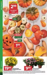 Gazetka promocyjna Stokrotka - Gazetka - ważna od 30.10 do 30.10.2024 - strona 2 - produkty: Warzywa, Mus, Chryzantema, Owoce, Mięso