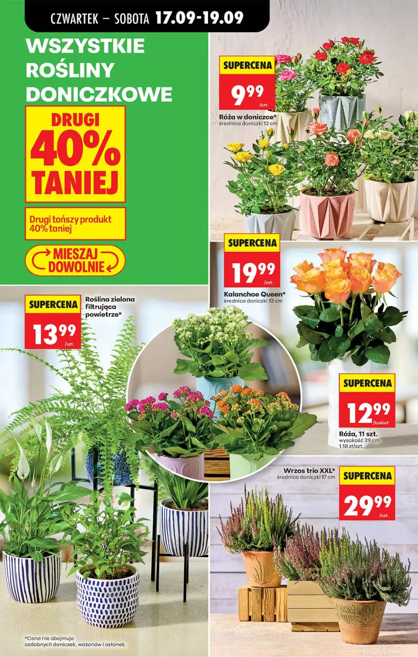 Gazetka promocyjna Biedronka - Od Czwartku - ważna 17.09 do 23.09.2026 - strona 77 - produkty: Kalanchoe, Róża, Sok, Wazon