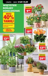 Gazetka promocyjna Biedronka - Od Czwartku - Gazetka - ważna od 23.09 do 23.09.2026 - strona 77 - produkty: Sok, Róża, Kalanchoe, Wazon
