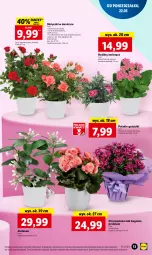 Gazetka promocyjna Lidl - GAZETKA - Gazetka - ważna od 24.05 do 24.05.2023 - strona 17 - produkty: Gerber, Chryzantema, Kalanchoe, Fa