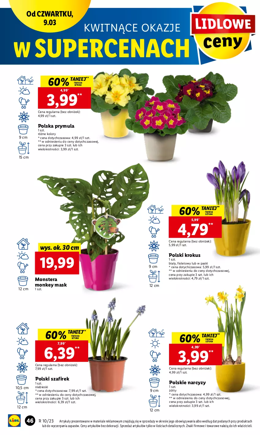 Gazetka promocyjna Lidl - GAZETKA - ważna 09.03 do 11.03.2023 - strona 54 - produkty: Krokus, Narcyz, Prymula, Tera