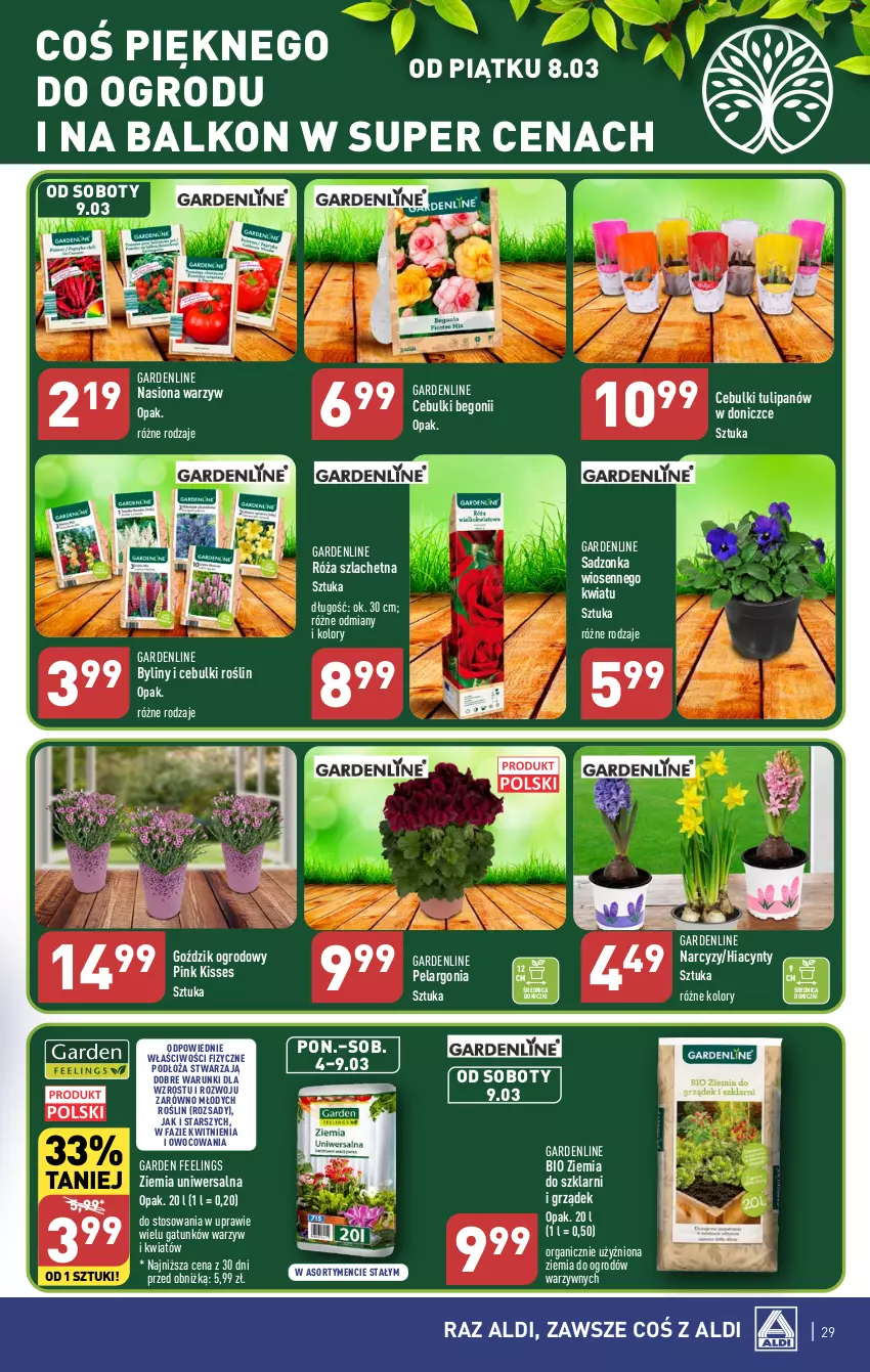 Gazetka promocyjna Aldi - Pełna oferta - ważna 04.03 do 09.03.2024 - strona 29 - produkty: Fa, Hiacynt, Narcyz, Róża, Tulipan