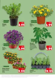 Gazetka promocyjna Kaufland - Kaufland - Gazetka - ważna od 15.04 do 15.04.2026 - strona 11 - produkty: Warzywa, Ser, Papryka czerwona, Papryka, Ogórek, Aksam, Grunt