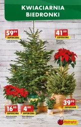 Gazetka promocyjna Biedronka - Gazetka - Biedronka.pl - Gazetka - ważna od 14.12 do 14.12.2022 - strona 55 - produkty: Sok, Poinsecja, Róża, Kask, 