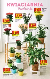 Gazetka promocyjna Biedronka - W tym tygodniu - Gazetka - ważna od 28.07 do 28.07.2021 - strona 60 - produkty: Sok, Róża, Kalanchoe, , Sukulent