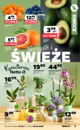 Gazetka promocyjna Netto - Od Poniedziałku - Gazetka - ważna od 28.02 do 28.02.2026 - strona 9 - produkty: Campanula, Hiacynt, Borówka, Storczyk, Owoce, Grejpfrut