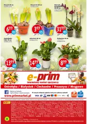 Gazetka promocyjna Prim Market - Gazetka - Gazetka - ważna od 10.03 do 10.03.2021 - strona 16 - produkty: Hiacynt, Kalanchoe, Fa