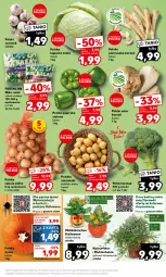 Gazetka promocyjna Kaufland - Mocny Start - Gazetka - ważna od 31.10 do 31.10.2023 - strona 13 - produkty: Cebula, Pietruszka, Papryka, Czosnek, Ziemniaki, Kalanchoe, Sałat, Fa