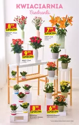 Gazetka promocyjna Biedronka - W tym tygodniu PK - Gazetka - ważna od 17.07 do 17.07.2021 - strona 53 - produkty: Sok, Róża, Kalanchoe, Wazon