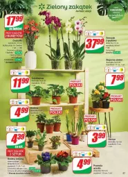 Gazetka promocyjna Dino - Gazetka - ważna od 11.02 do 11.02.2025 - strona 53 - produkty: Sok, AEG, Prymula, Storczyk, EPEE, Bukiet, Narcyz