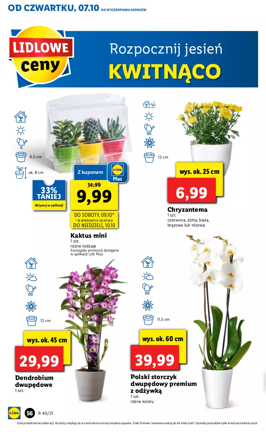 Gazetka promocyjna Lidl - GAZETKA - ważna 07.10 do 10.10.2021 - strona 57 - produkty: Chryzantema, Kaktus, Storczyk