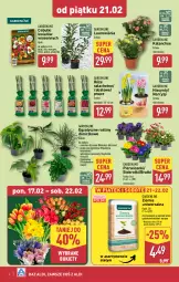 Gazetka promocyjna Aldi - Okazje na weekend - Gazetka - ważna od 22.02 do 22.02.2025 - strona 4 - produkty: Sok, Hiacynt, Amarylis, Kalanchoe, Tera, Laur, Bukiet, Narcyz, Miecz