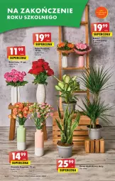 Gazetka promocyjna Biedronka - Gazetka - Biedronka.pl - Gazetka - ważna od 28.06 do 28.06.2023 - strona 16 - produkty: Sok, Róża, Wazon, Bukiet