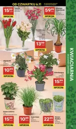 Gazetka promocyjna Delikatesy Centrum - Franczyza DC45 Czwartek - Gazetka - ważna od 12.11 do 12.11.2025 - strona 39 - produkty: Top, Koc, Tulipan, Róża, Szlumbergera, Kawa, Kocia trawa, Bukiet