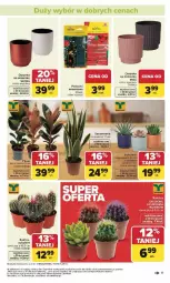 Gazetka promocyjna Carrefour - Gazetka Łap super okazje od poniedziałku! - Gazetka - ważna od 31.01 do 31.01.2026 - strona 17 - produkty: Kaktus, Sati, Sukulent, Osłonka, Fa