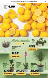 Gazetka promocyjna Netto - Artykuły spożywcze - Gazetka - ważna od 01.10 do 01.10.2022 - strona 5 - produkty: Siatka, Storczyk