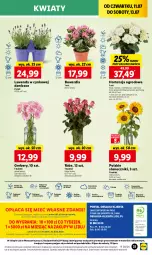 Gazetka promocyjna Lidl - GAZETKA - Gazetka - ważna od 13.07 do 13.07.2024 - strona 44 - produkty: Sok, Por, Gra, Gerber, Cynk, Cień, O nas, Mola, Bukiet