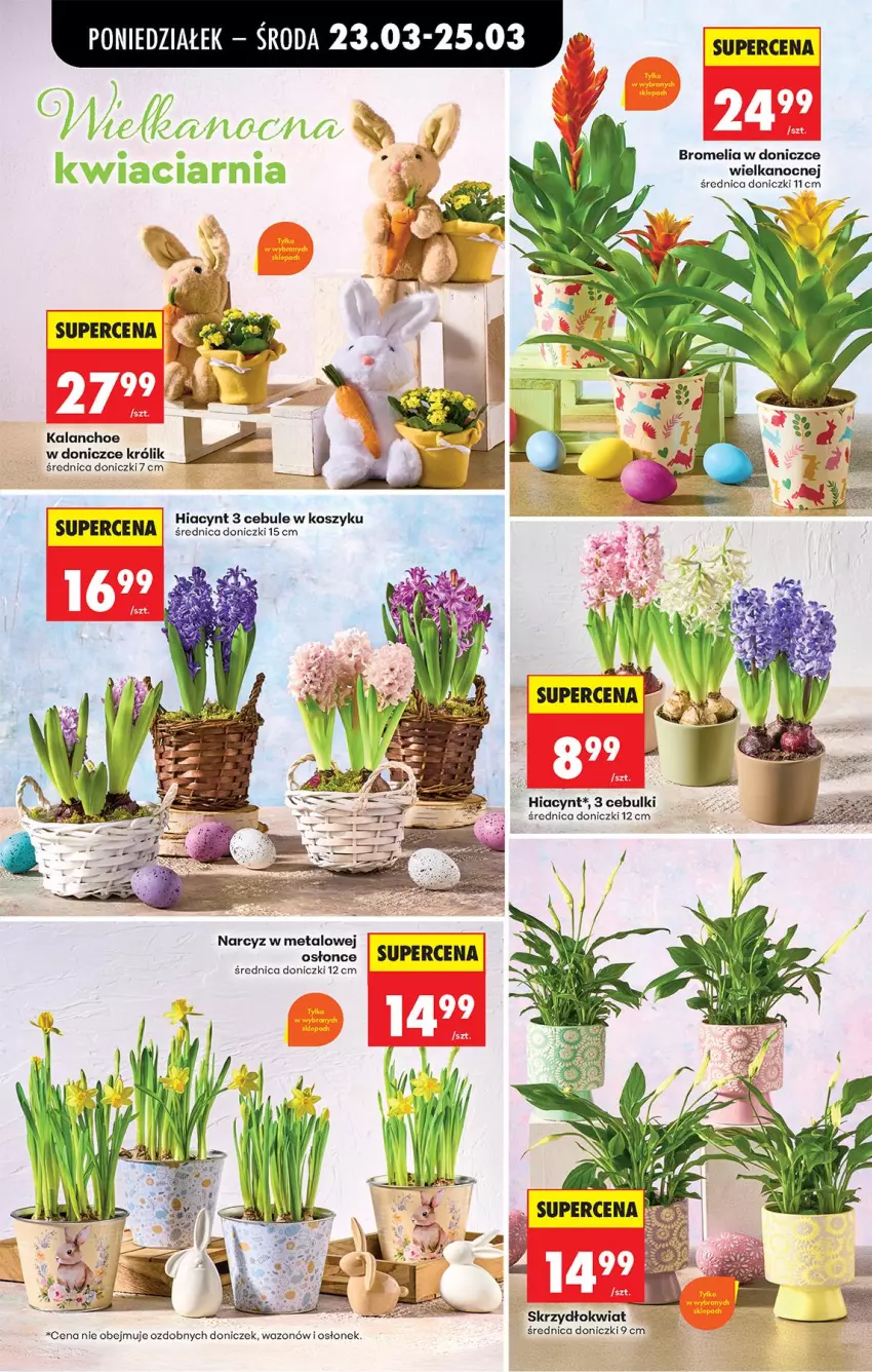 Gazetka promocyjna Biedronka - Od Poniedziałku - ważna 23.03 do 29.03.2026 - strona 13 - produkty: Bromelia, Hiacynt, Kalanchoe, Kosz, Królik, Narcyz, Wazon