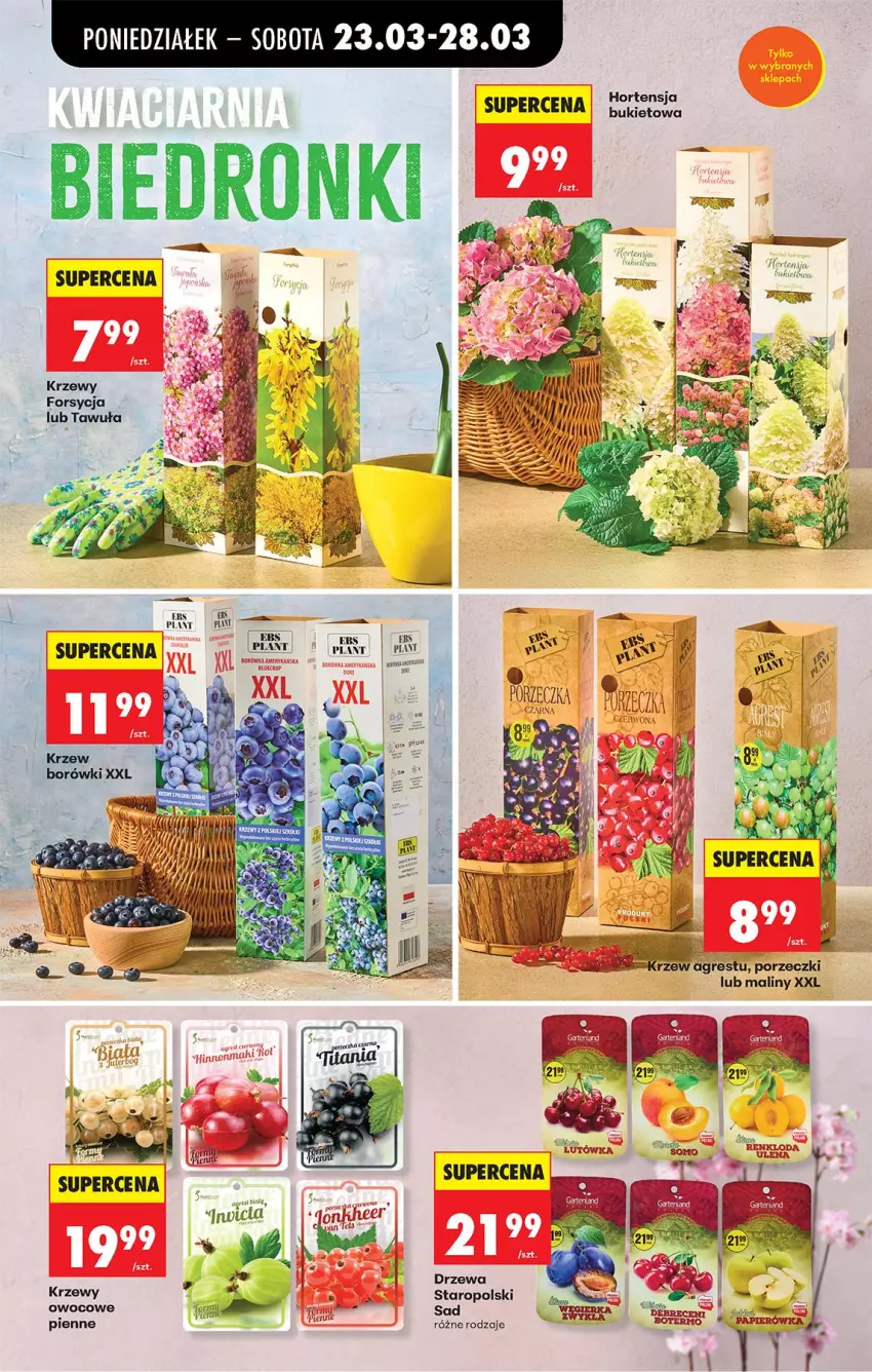 Gazetka promocyjna Biedronka - Od Poniedziałku - ważna 23.03 do 29.03.2026 - strona 14 - produkty: Bukiet, Maliny, Por