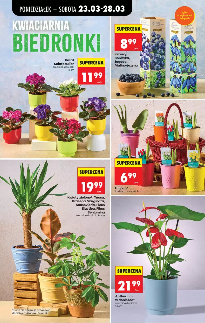 Gazetka promocyjna Biedronka - Od Poniedziałku - ważna 23.03 do 29.03.2026 - strona 15 - produkty: Borówka, Gin, Gra, Tulipan, Wazon