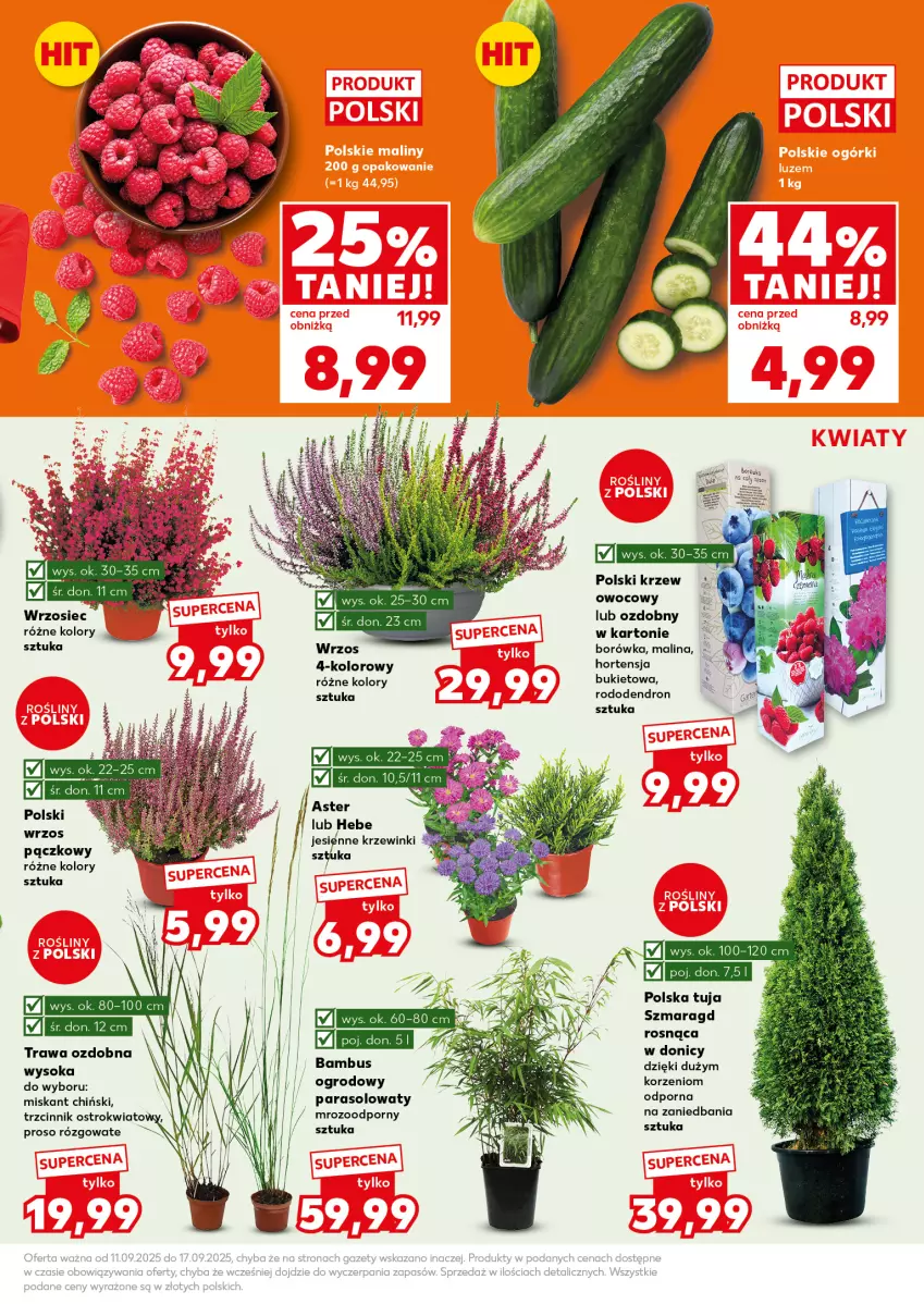Gazetka promocyjna Kaufland - Mocny Start - ważna 15.09 do 17.09.2025 - strona 13 - produkty: Borówka, Bukiet, Miska, Parasol, Por, Sok