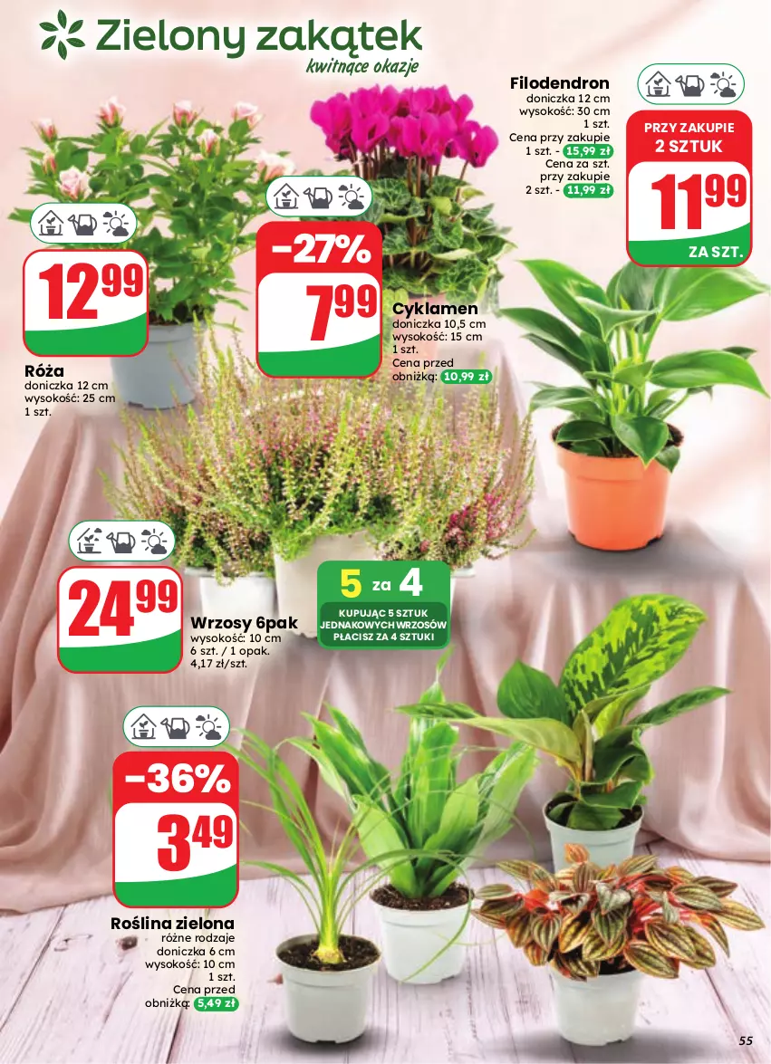 Gazetka promocyjna Dino - Gazetka 37 / 2026 - ważna 09.09 do 15.09.2026 - strona 55 - produkty: Cyklamen, Róża, Sok