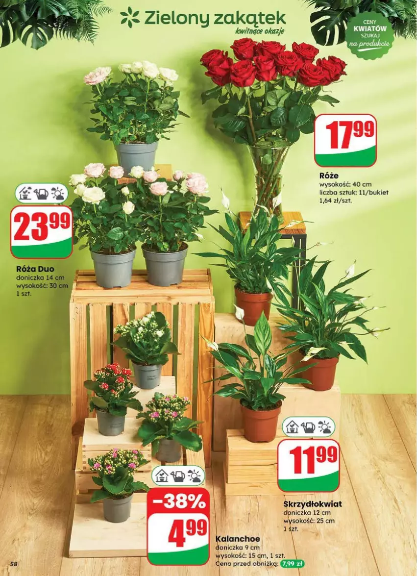 Gazetka promocyjna Dino - ważna 18.06 do 24.06.2025 - strona 54 - produkty: Bukiet, Kalanchoe, Sok