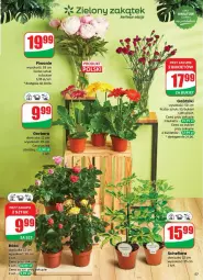 Gazetka promocyjna Dino - Gazetka - ważna od 24.06 do 24.06.2025 - strona 53 - produkty: Piwo, Sok, Róża, Bukiet