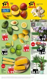 Gazetka promocyjna Kaufland - Gazetka - ważna od 30.08 do 30.08.2023 - strona 24 - produkty: Chryzantema, Czosnek