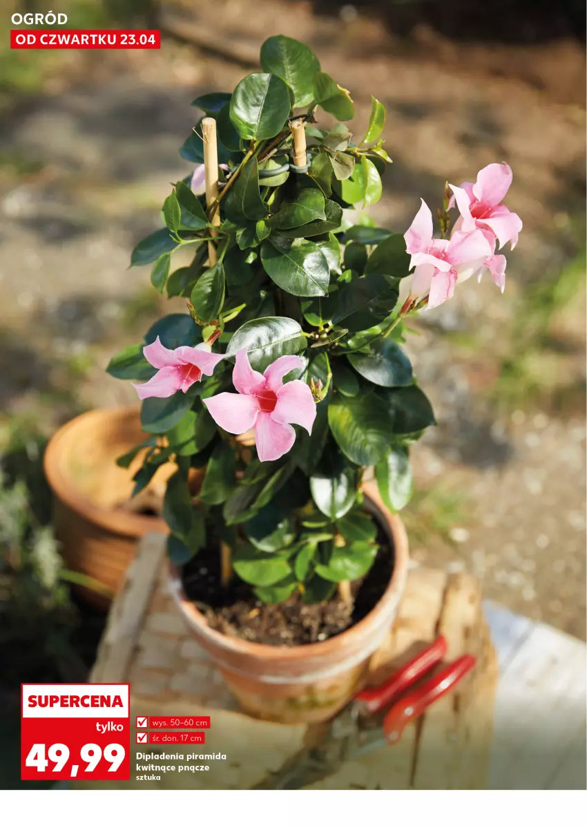 Gazetka promocyjna Kaufland - Kaufland - ważna 23.04 do 28.04.2026 - strona 10 - produkty: Ogród