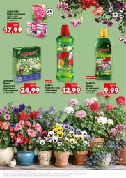 Gazetka promocyjna Kaufland - Kaufland - Gazetka - ważna od 28.04 do 28.04.2026 - strona 7 - produkty: Bukiet, Nawóz