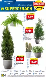 Gazetka promocyjna Lidl - GAZETKA - Gazetka - ważna od 18.05 do 18.05.2022 - strona 62 - produkty: Sok, Por, Gra, Kaktus, Cień, O nas, Sukulent