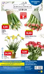 Gazetka promocyjna Lidl - GAZETKA - Gazetka - ważna od 18.05 do 18.05.2022 - strona 63 - produkty: Gry, Tulipan, Mola