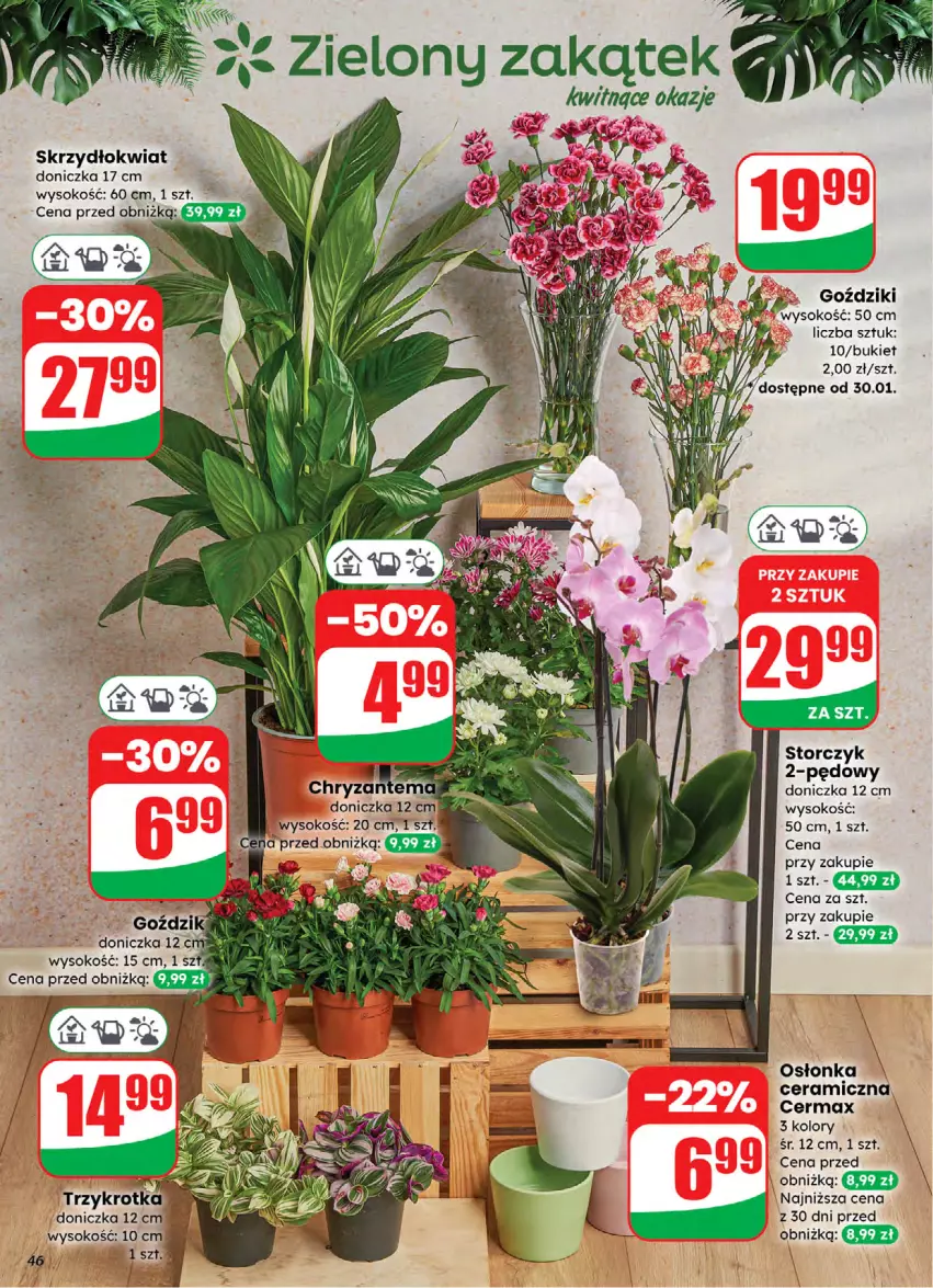 Gazetka promocyjna Dino - Gazetka 05 / 2026 - ważna 28.01 do 03.02.2026 - strona 46 - produkty: Bukiet, Osłonka, Sok, Storczyk