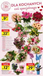 Gazetka promocyjna Intermarche - Gazetka Intermarche - Gazetka - ważna od 31.05 do 31.05.2023 - strona 2 - produkty: Gerber, Tulipan, Róża, Kalanchoe, Storczyk, Bukiet