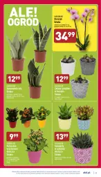 Gazetka promocyjna Aldi - Katalog spożywczy - Gazetka - ważna od 15.01 do 15.01.2022 - strona 25 - produkty: Sok, Kosz, Kalanchoe, Storczyk, Sukulent