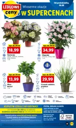 Gazetka promocyjna Lidl - GAZETKA - Gazetka - ważna od 08.06 do 08.06.2022 - strona 55 - produkty: Sok, Por, Gry, Czosnek, Cień, O nas, Mola