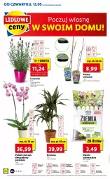 Gazetka promocyjna Lidl - GAZETKA - Gazetka - ważna od 15.05 do 15.05.2021 - strona 46 - produkty: Sok, Gra, Cień, O nas, Storczyk, Wino