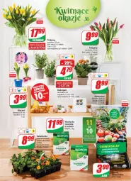 Gazetka promocyjna Dino - Gazetka - Gazetka - ważna od 12.04 do 12.04.2022 - strona 24 - produkty: Sok, Hiacynt, Tulipan, Kalanchoe, Bukiet, Aksam, Grunt, Nawóz