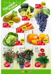 Gazetka promocyjna Prim Market - Gazetka - ważna od 11.10 do 11.10.2023 - strona 6 - produkty: Sok, Gerber, Róża, Winogrona, Wino