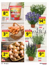 Gazetka promocyjna Intermarche - Gazetka - ważna od 19.07 do 19.07.2021 - strona 15 - produkty: Campanula, Cebula