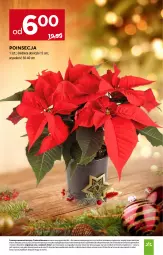 Gazetka promocyjna Stokrotka - Supermarket - Gazetka - ważna od 21.12 do 21.12.2025 - strona 49 - produkty: Warzywa, Sok, Poinsecja, Owoce, Mięso