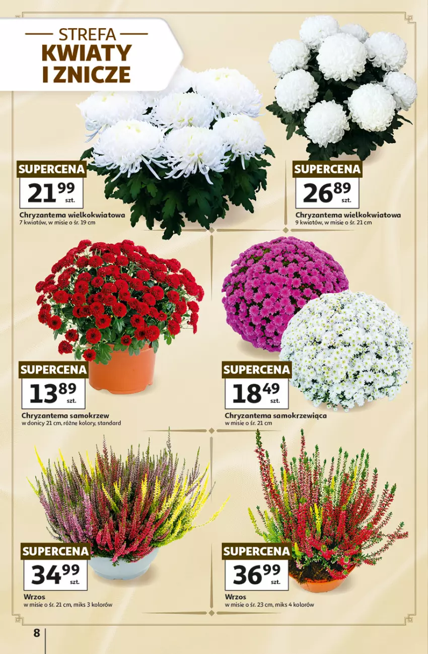 Gazetka promocyjna Auchan - 30 Lat Hipermarket - ważna 22.10 do 28.10.2026 - strona 8 - produkty: Chryzantema, Znicz