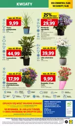 Gazetka promocyjna Lidl - GAZETKA - Gazetka - ważna od 15.06 do 15.06.2024 - strona 41 - produkty: Sok, Por, Gra, Chryzantema, Cień, O nas, Laur, Mola, Bukiet