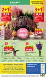 Gazetka promocyjna Lidl - GAZETKA - Gazetka - ważna od 31.08 do 31.08.2025 - strona 43 - produkty: Sok, Por, Gra, Cień, O nas, Portal, Laur, Storczyk, Mola, Bukiet, Miecz