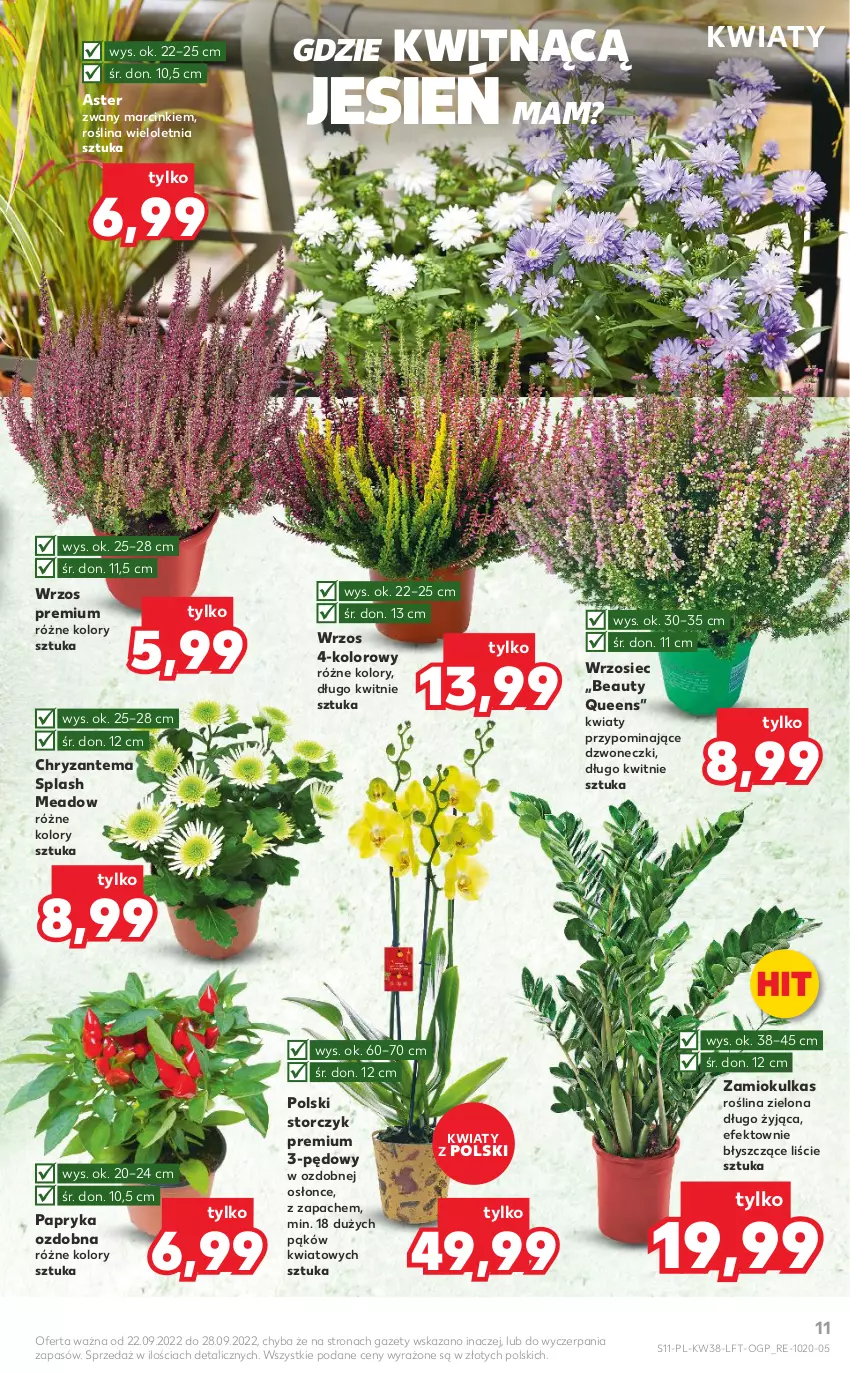 Gazetka promocyjna Kaufland - OFERTA TYGODNIA - ważna 22.09 do 28.09.2022 - strona 11 - produkty: Chryzantema, Papryka, Storczyk