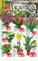 Gazetka promocyjna Kaufland - OFERTA TYGODNIA - Gazetka - ważna od 28.09 do 28.09.2022 - strona 11 - produkty: Chryzantema, Papryka, Storczyk